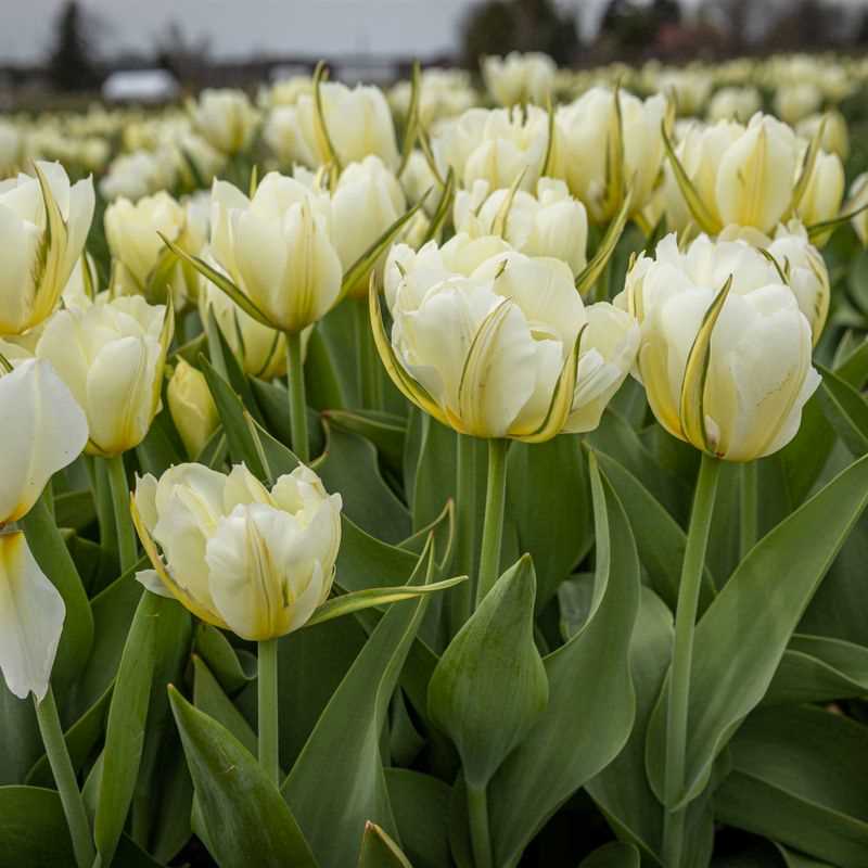 Tulip Fosteriana White Valley
