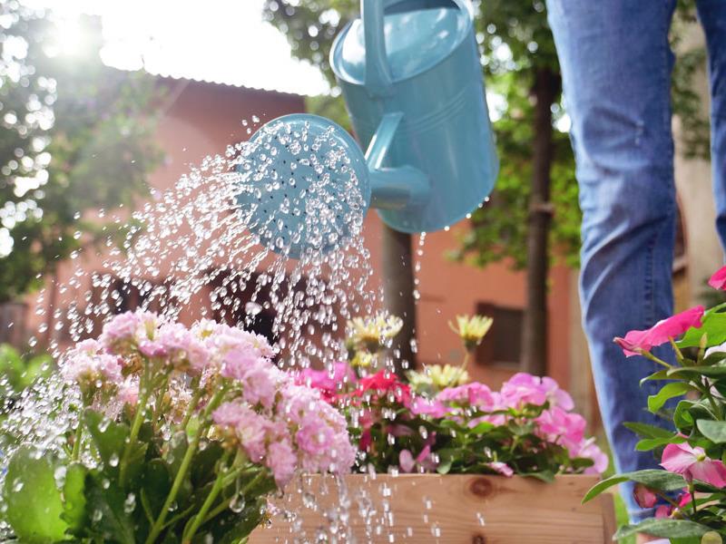 How-To Guide to Watering Plants