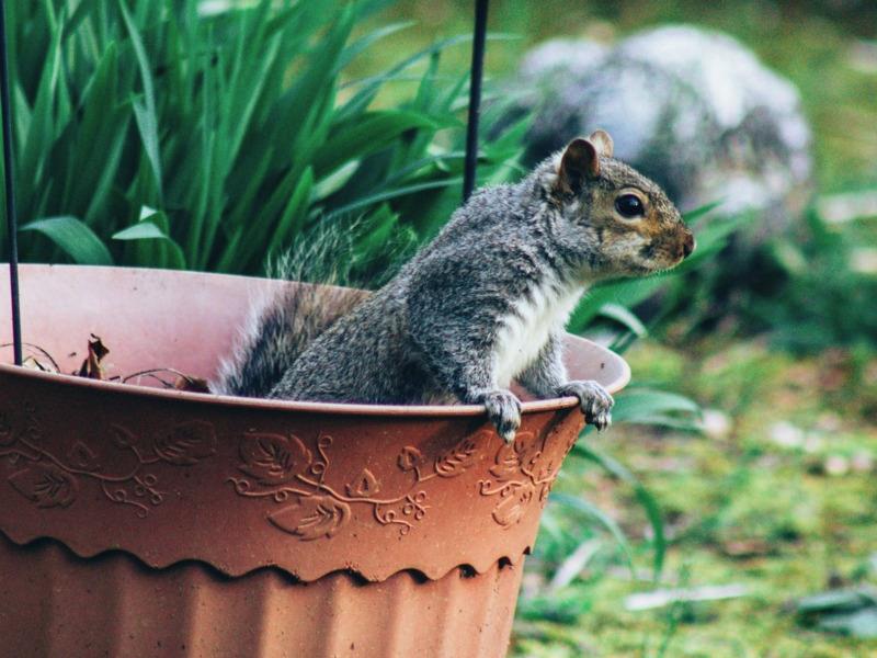 How to Host a Critter-Free Garden