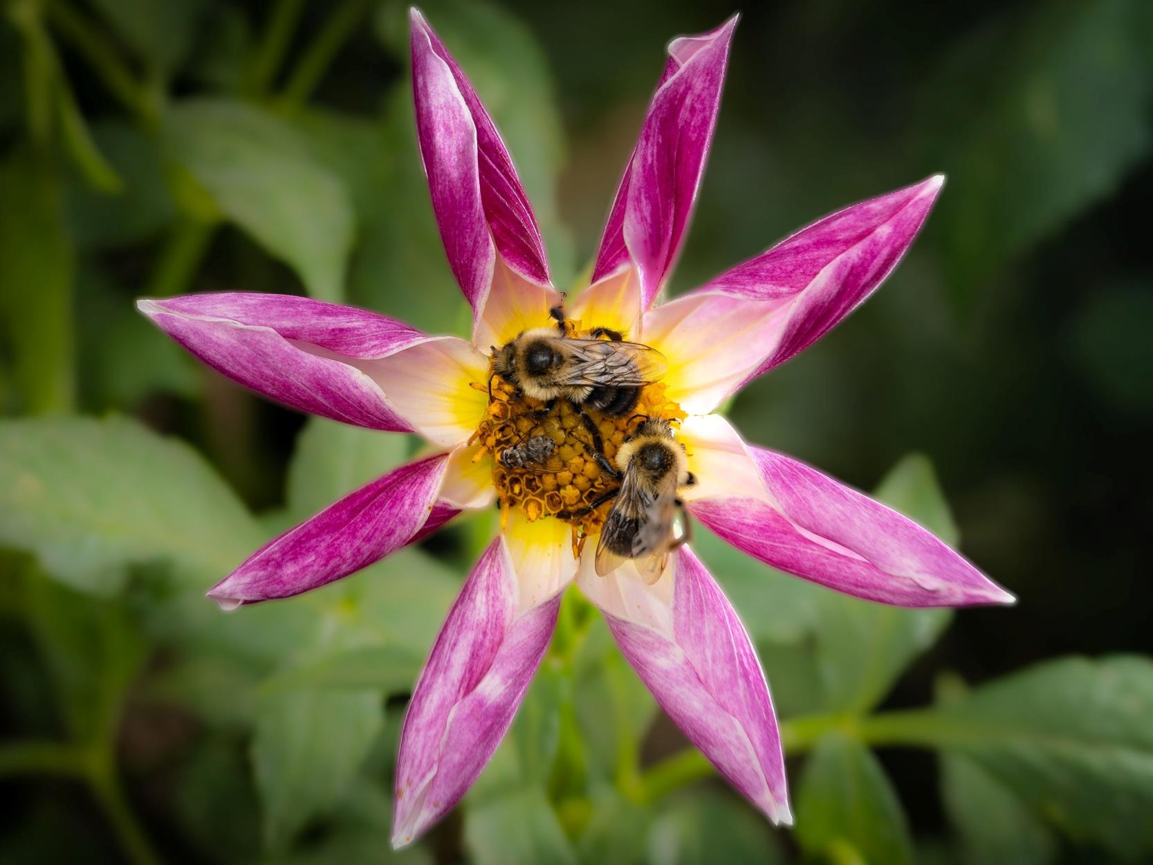 Why Are Pollinator Gardens Important? Exploring Fascinating Pollinator-Friendly