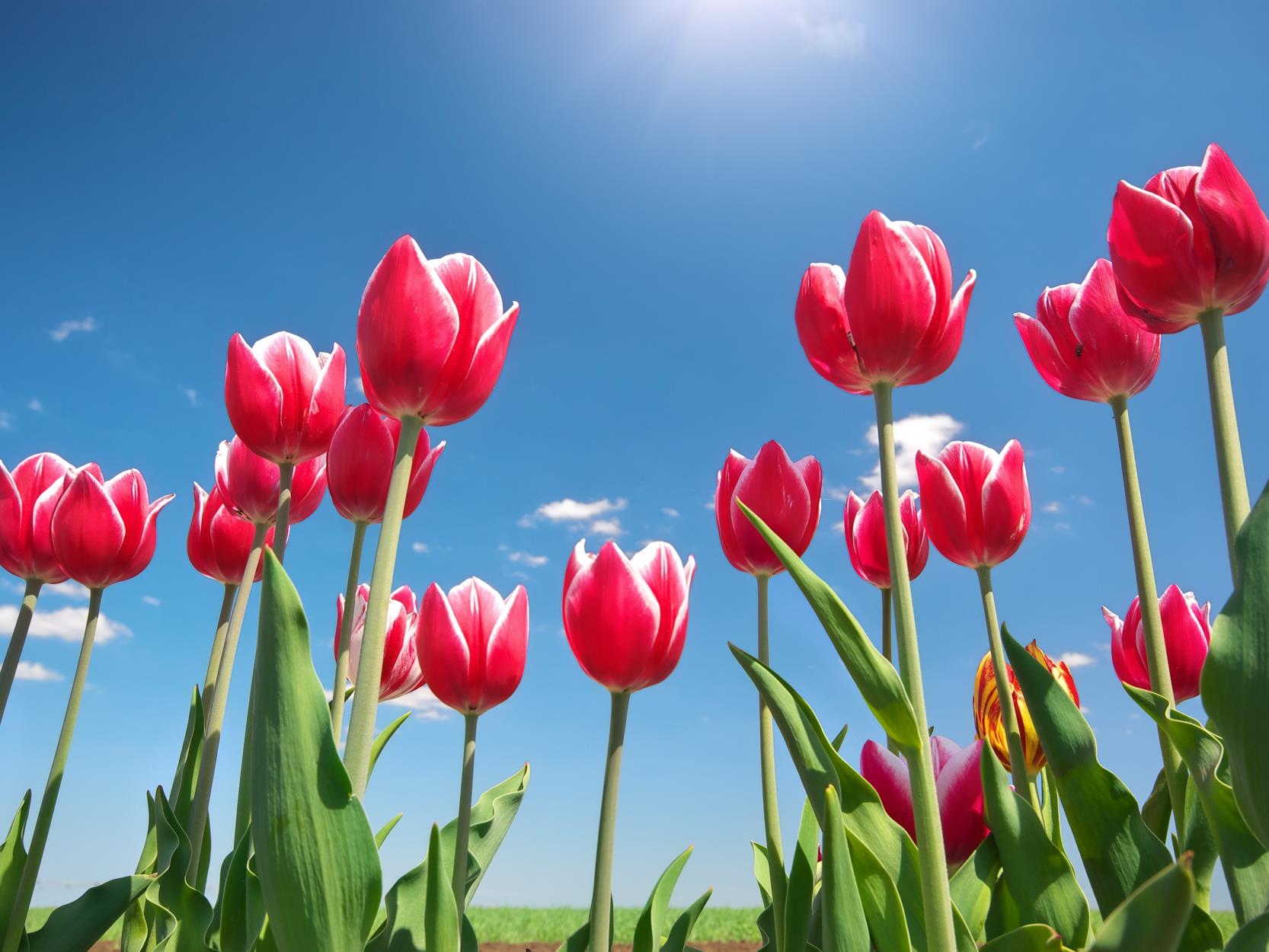 Maximizing Tulip Longevity: How to Keep Your Tulips Blooming Longer