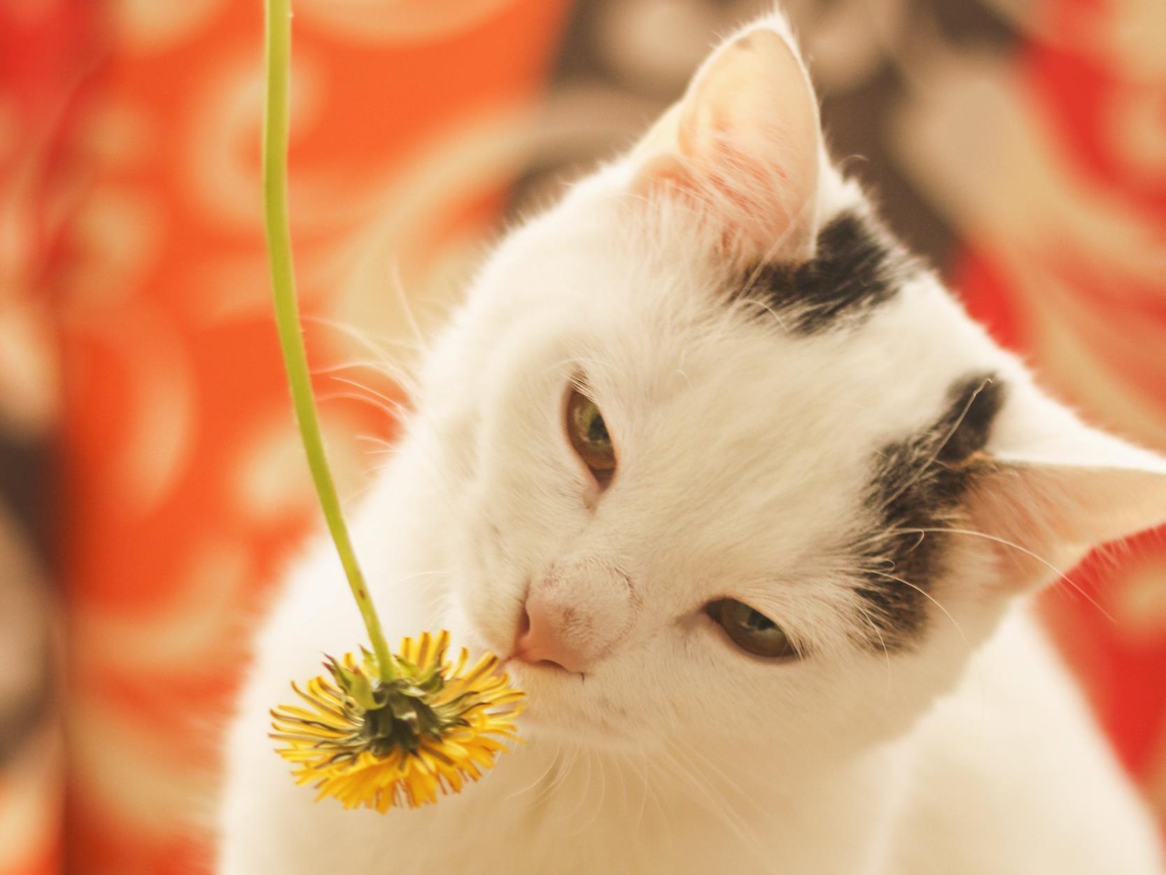 Are Tulips Toxic to Animals?