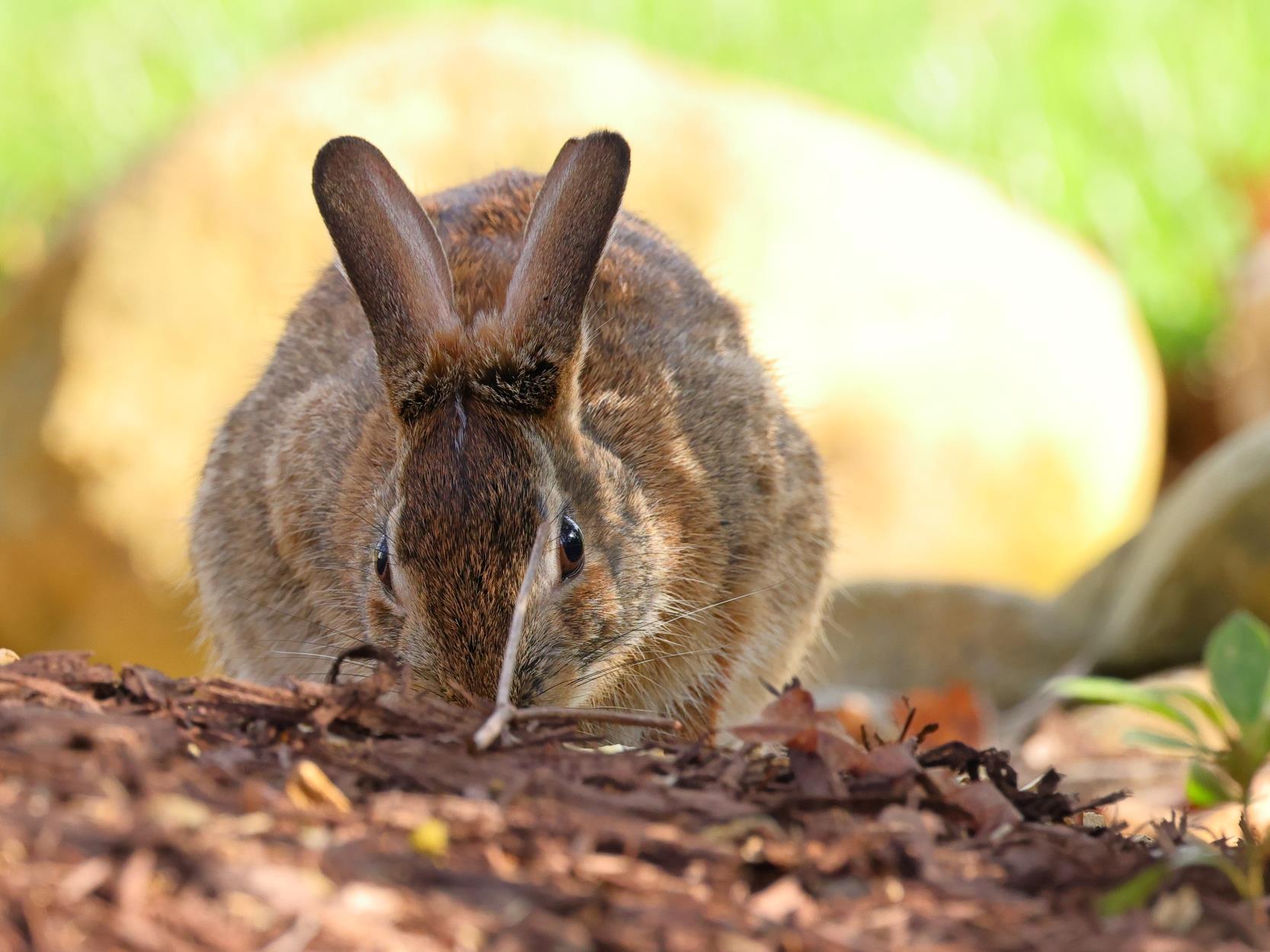 How to Keep Animals from Digging Up Your Bulbs: A Gardener's Guide