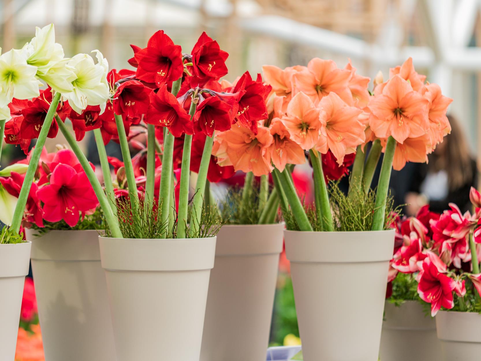 How to Care for Amaryllis After It Blooms: A Complete Guide