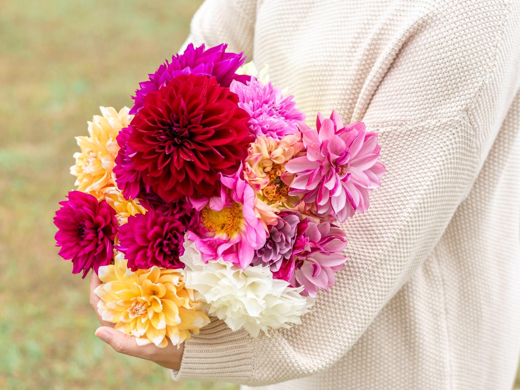 Care Guide for Dahlias: Tips for Planting, Watering, and Pest Control