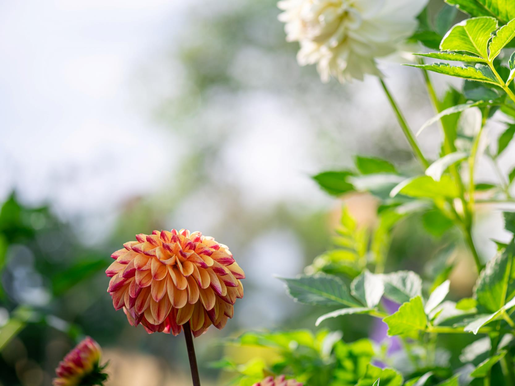 Preserving Dahlia Bulbs Over Winter