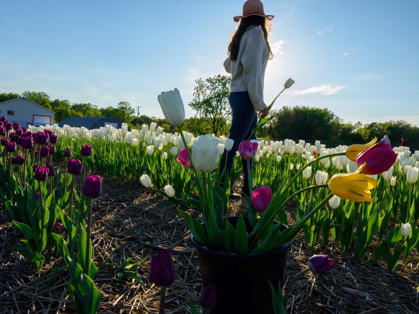 What Is a Tulip Pick Farm?