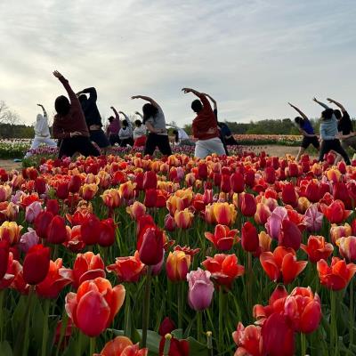 Sunrise Yoga Among the Tulips