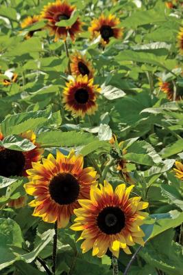SunFlowers