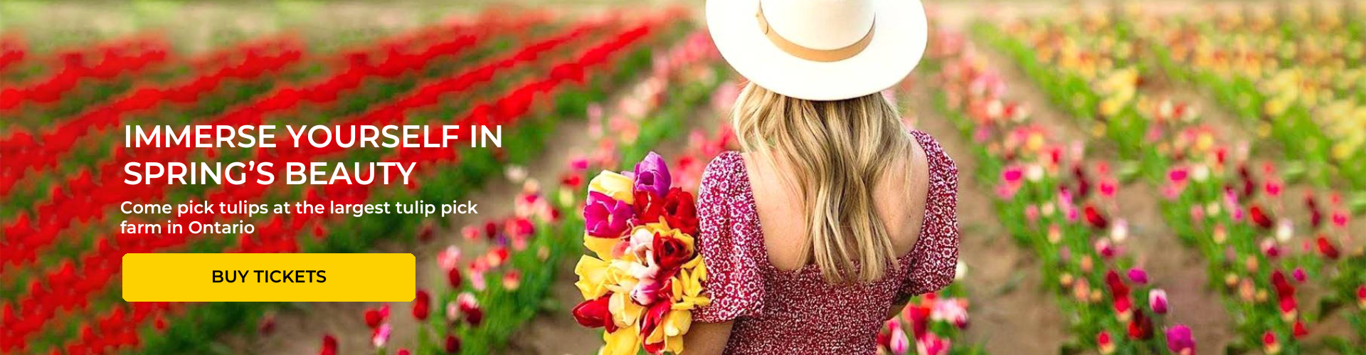 TASC Tulip Farm in Niagara-on-the-Lake with vibrant spring tulip fields