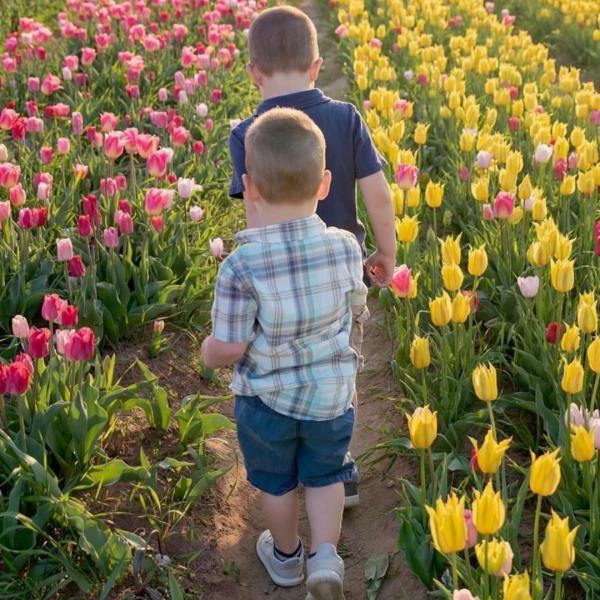 Walking the tulip fields