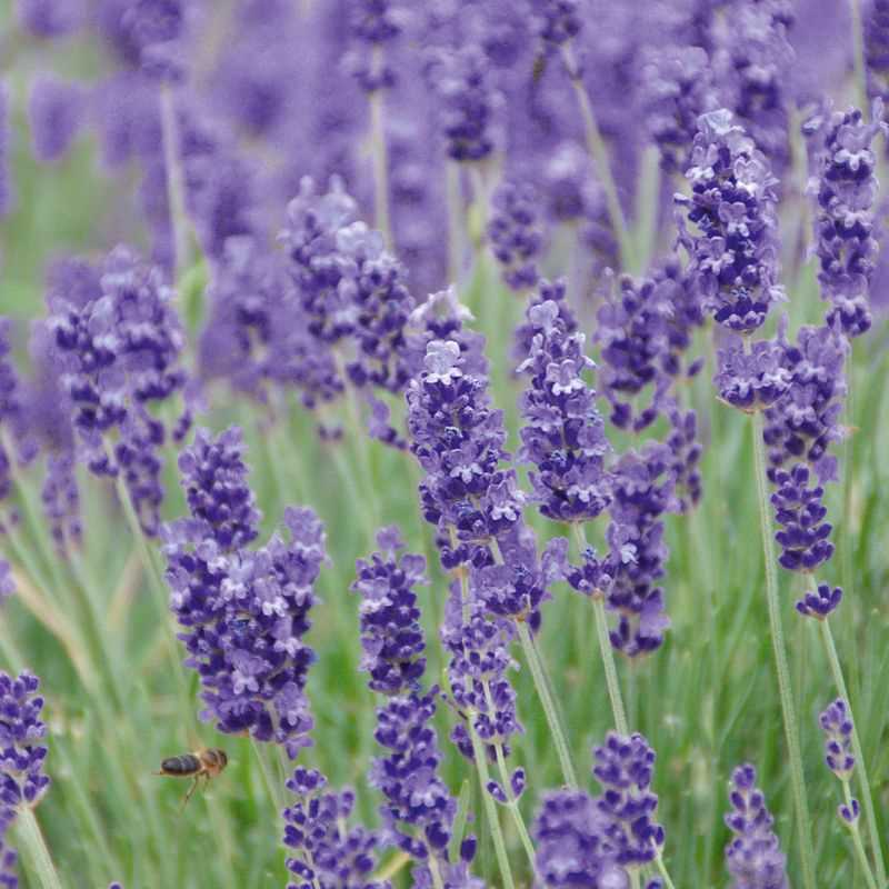 Lavender Seed Plug Grow Kit
