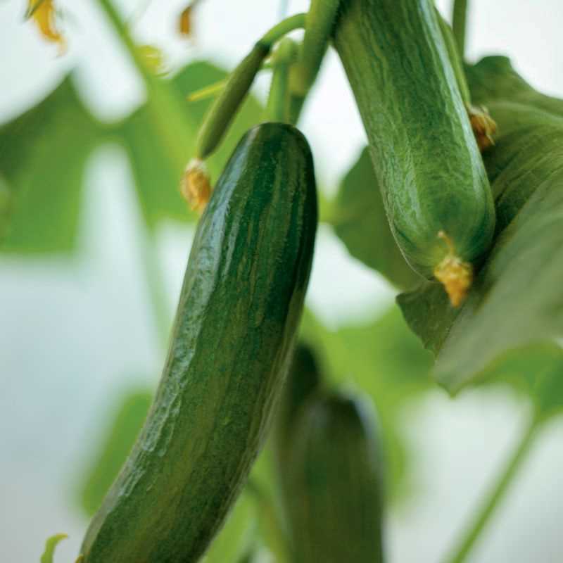 Cucumber Burpless Supreme Seed Plug Grow Kit