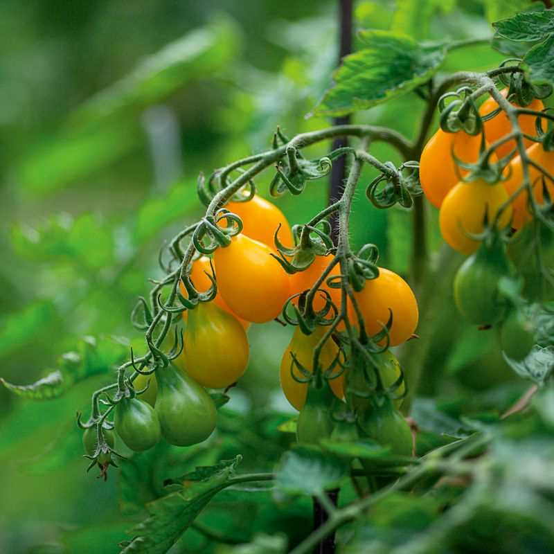 Yellow Pear Tomato Seed Plug Grow Kit