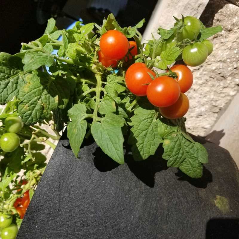 Tomato Tiny Tim Seed Grow Kit