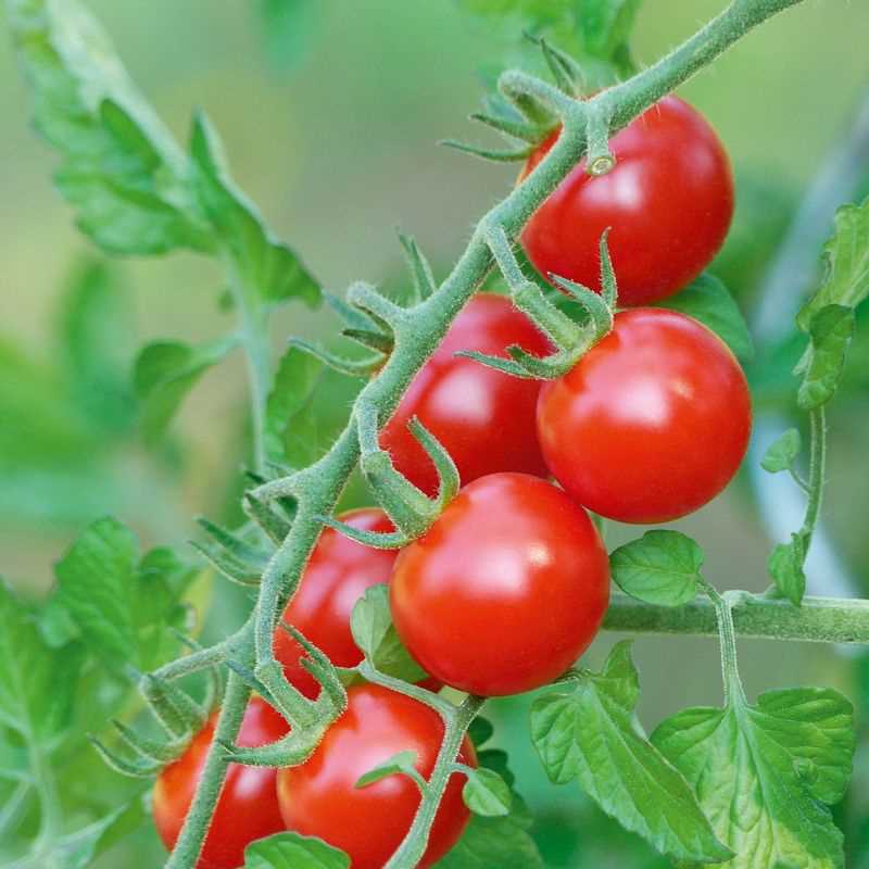 Cherry Tomato Sweet 100 Seed Plug Grow Kit