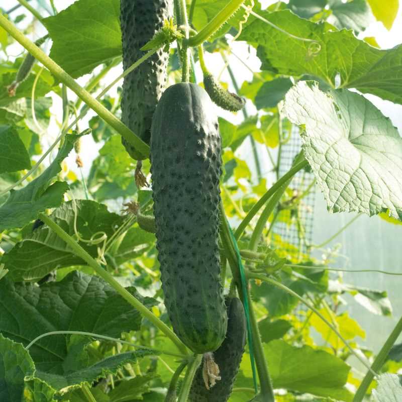 Cucumber 'Burpee Hybrid ll' Seed Plug Grow Kit