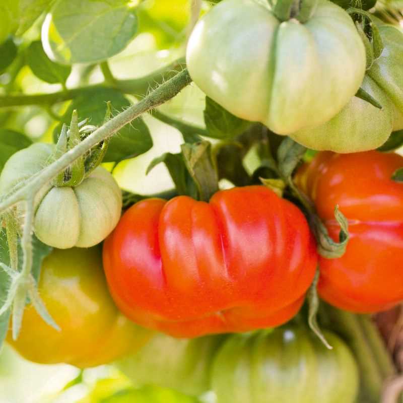 Beefmaster Tomato Seed Plug Grow Kit