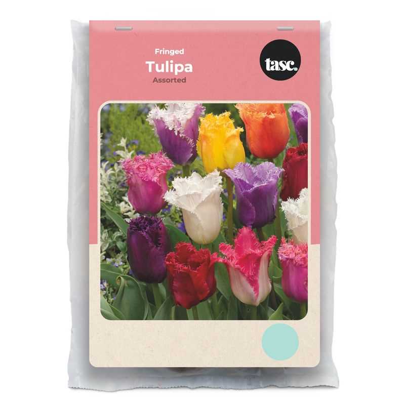 Tulip Fringed Assorted