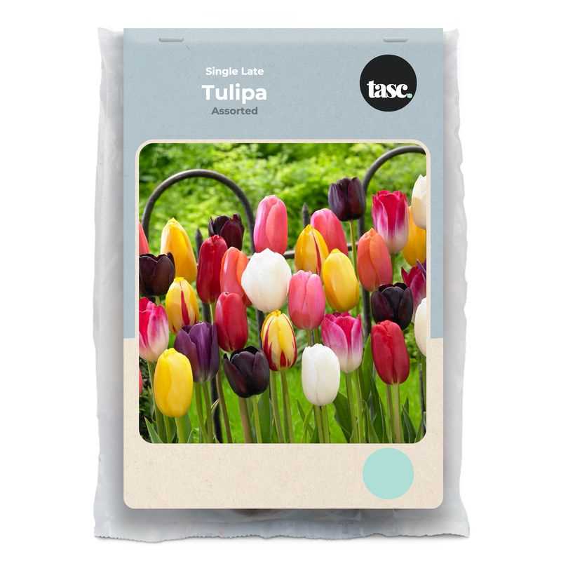 Tulip Single Late Assorted