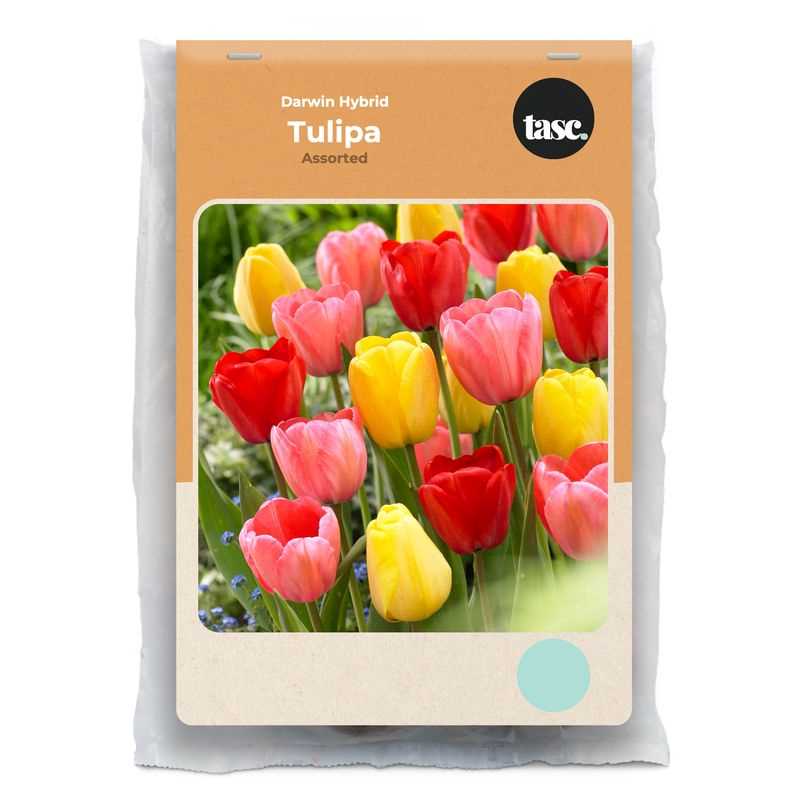 Tulip Darwin Hybrid Assorted