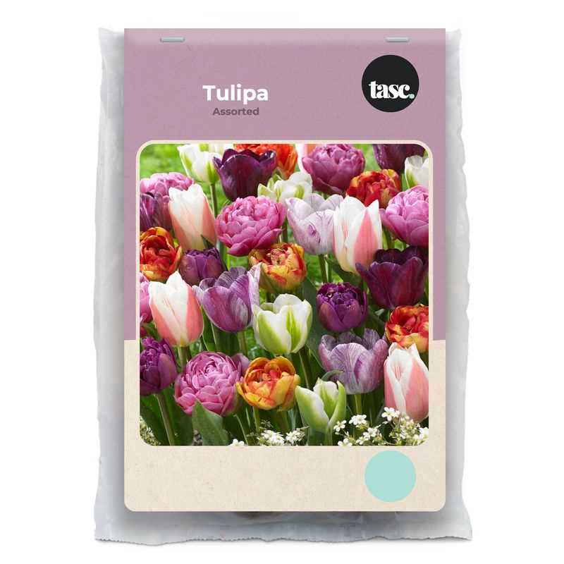 Tulip Assorted