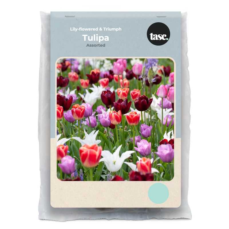 Tulip Lily-flowering and Triumph Assorted