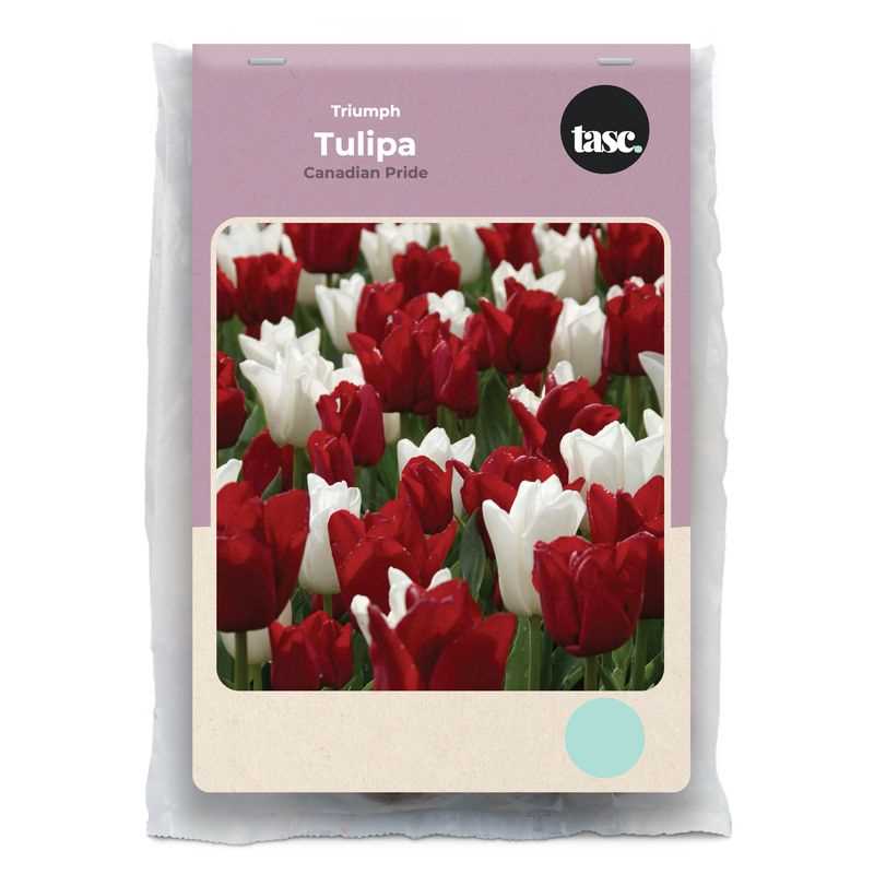 Tulip Triumph Canadian Pride