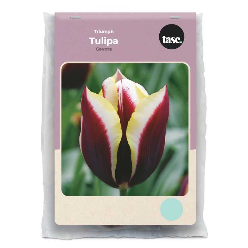 Tulip Triumph Gavota