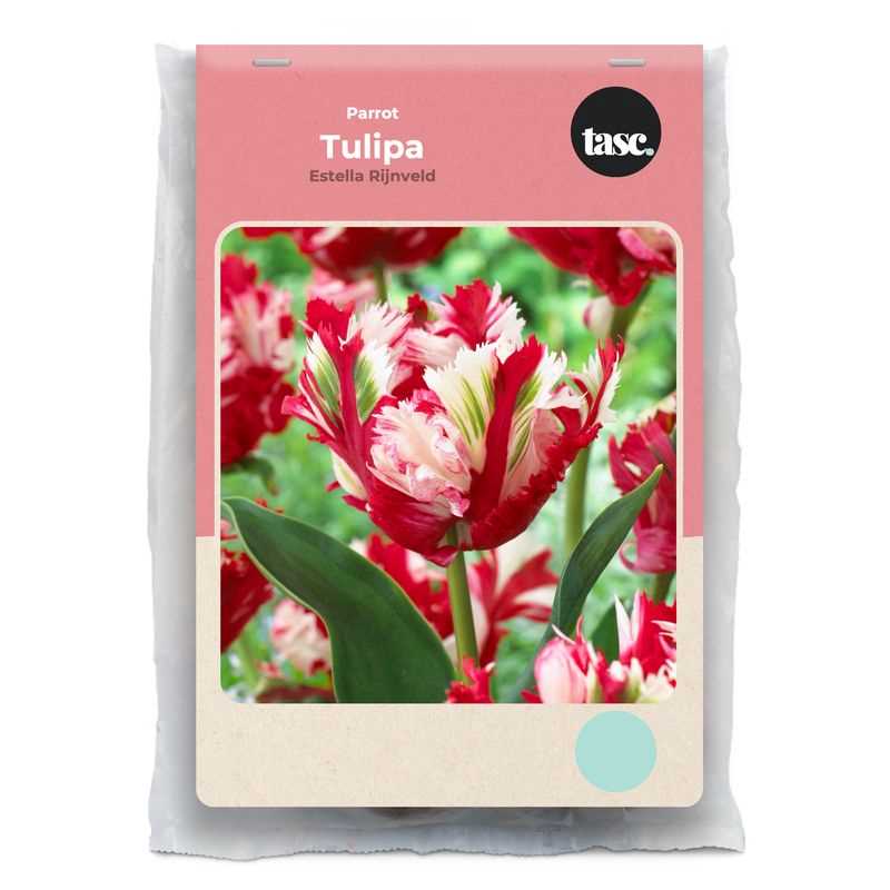 Tulip Parrot Estella Rijnveld