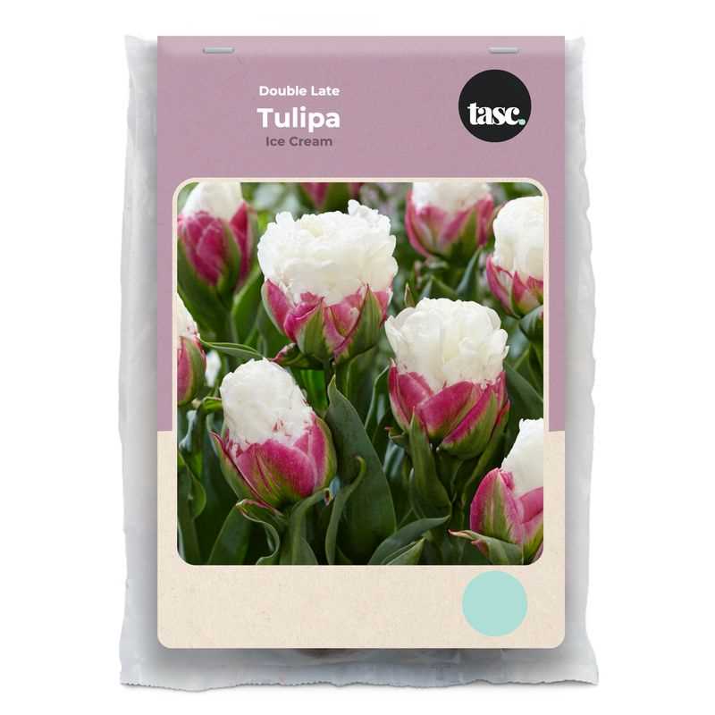 Tulip Double Late Ice Cream