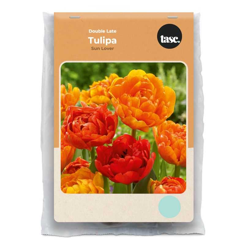 Tulip Double Late Sun Lover