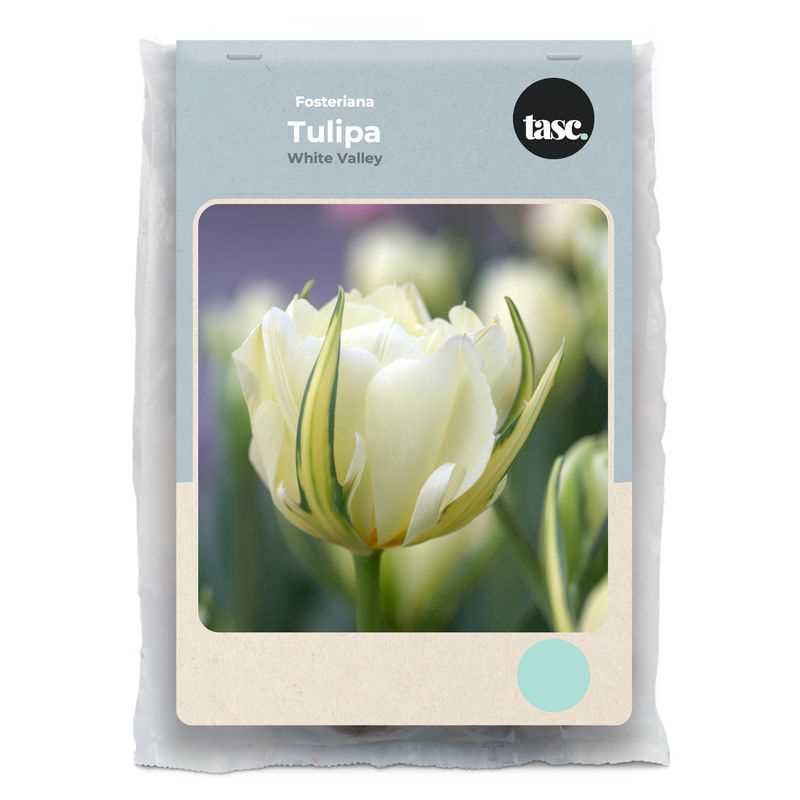 Tulip Fosteriana White Valley