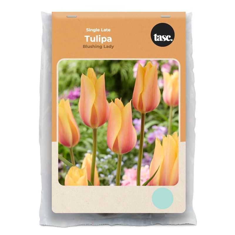Tulip Single Late Blushing Lady