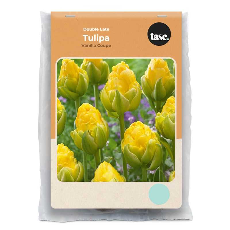 Tulip Double Late Vanilla Coup