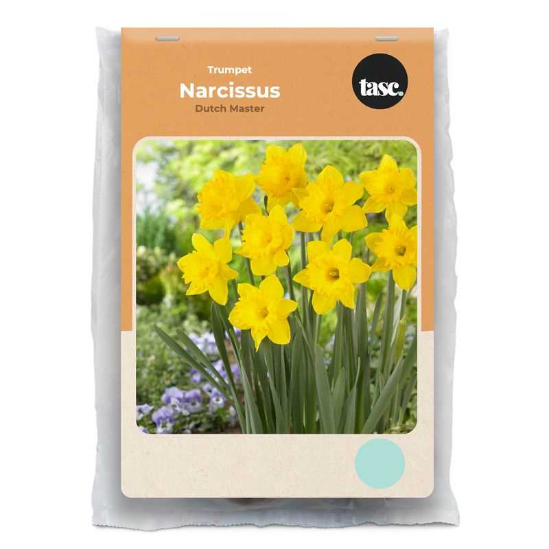 Narcissus Trumpet Dutch Master