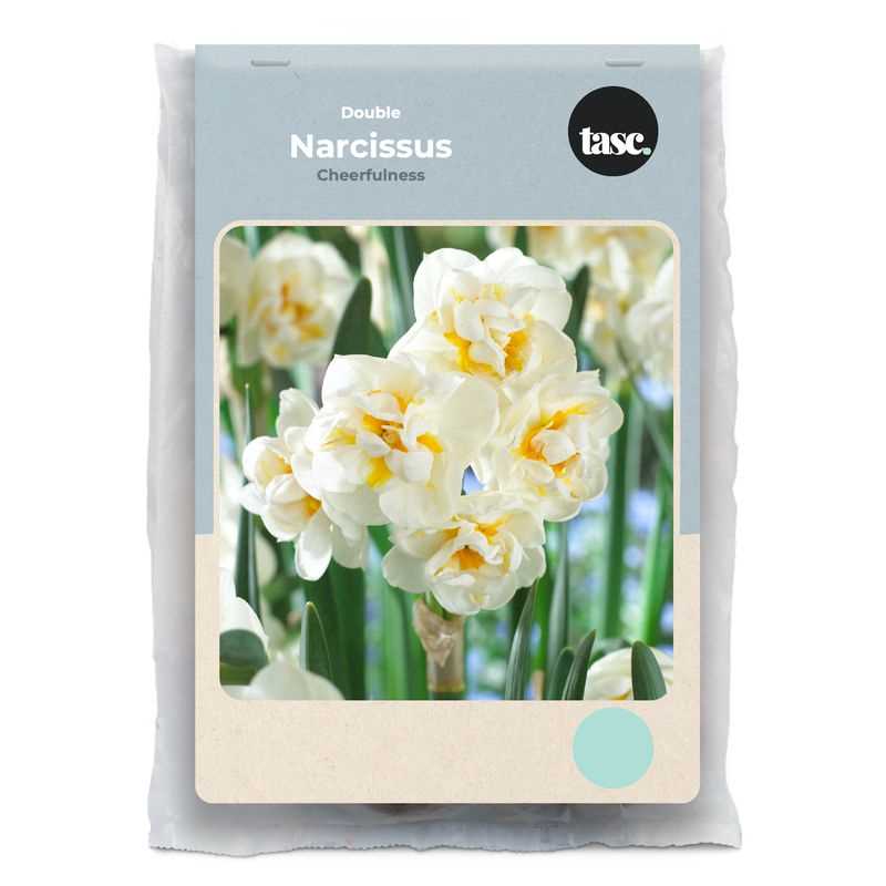 Narcissus Double Cheerfulness
