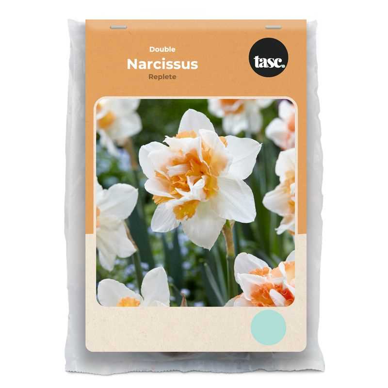 Narcissus Double Replete
