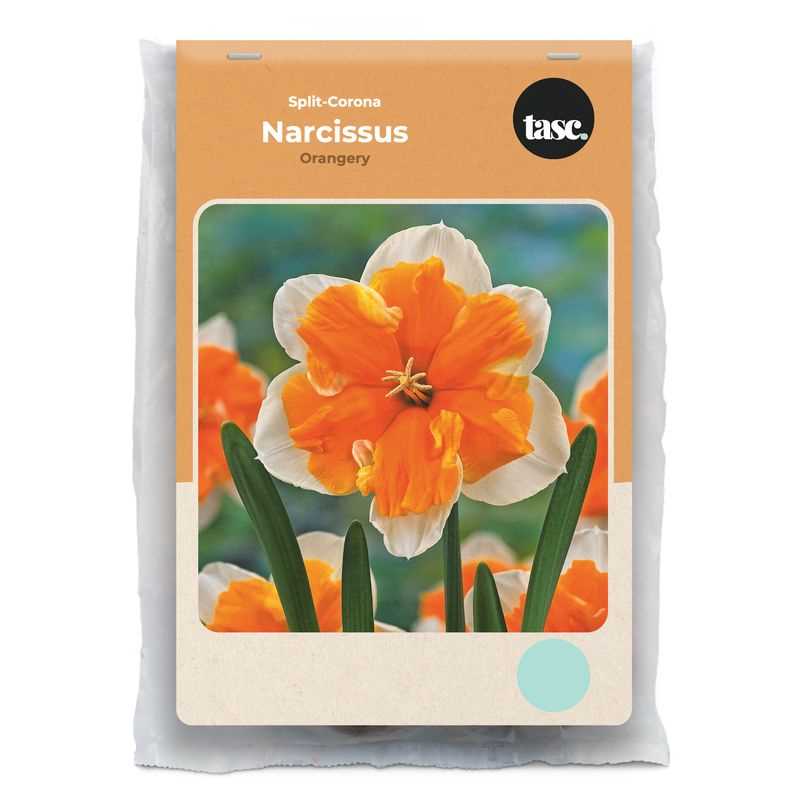 Narcissus Split-Corona Orangery
