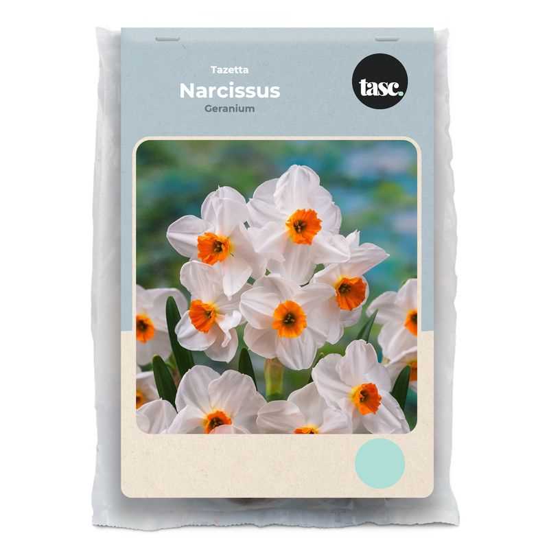 Narcissus Tazetta Geranium