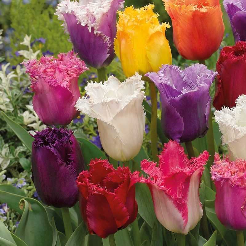 Buy Tulip Fringed Assorted | Tasc