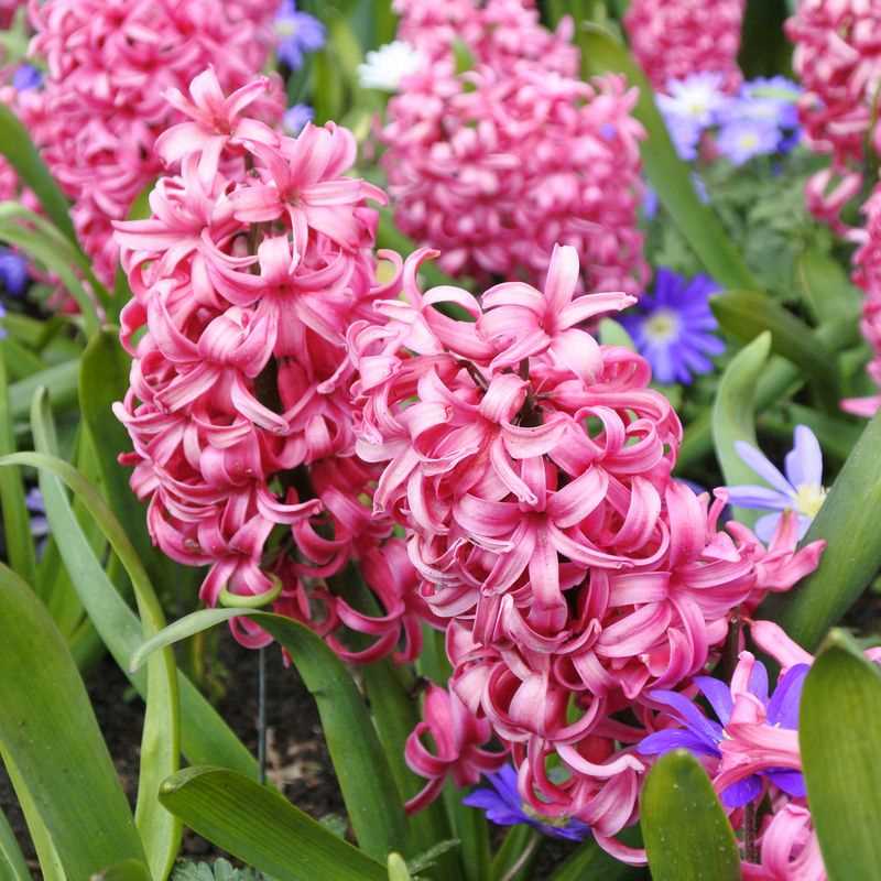 Hyacinth Orientalis Pink, Purple & Red