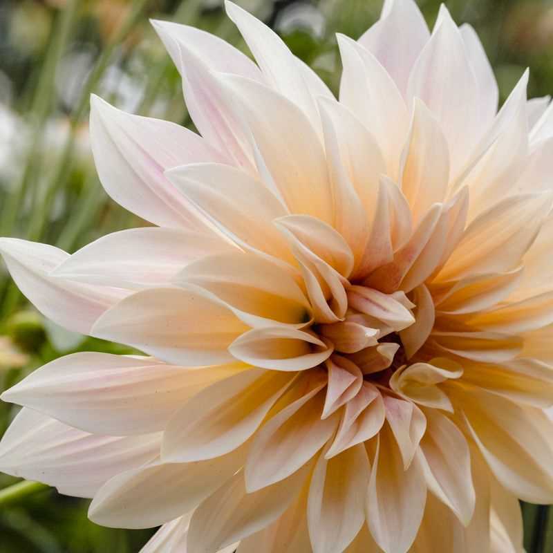 Café au Lait Dahlia (Decorative)