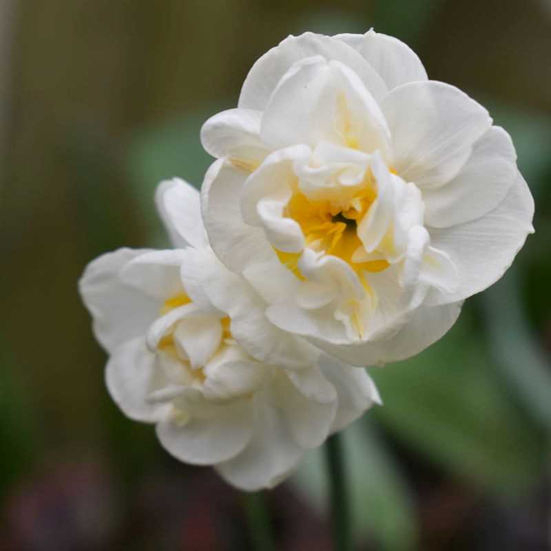 Narcissus Double Cheerfulness