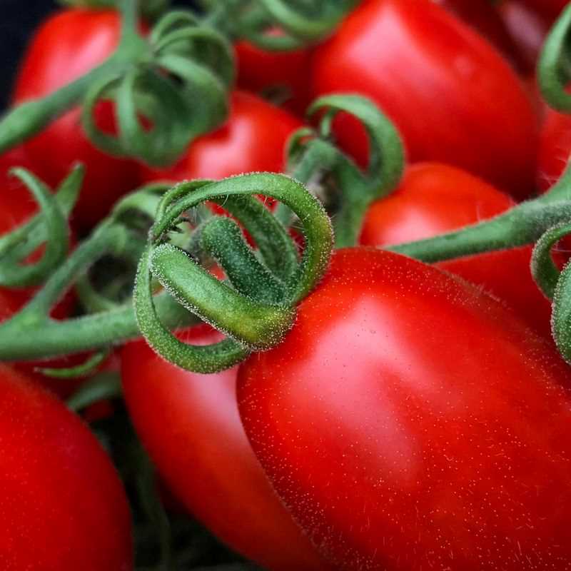 Roma Tomato Seed Plug Grow Kit