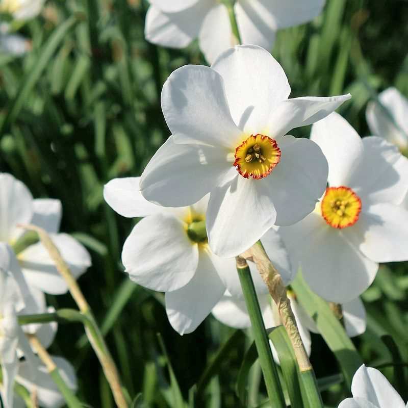 Narcissus Poeticus Recurvus