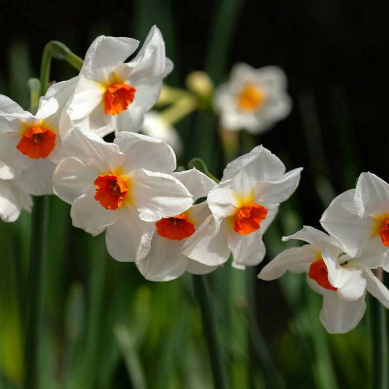 Narcissus Tazetta Geranium