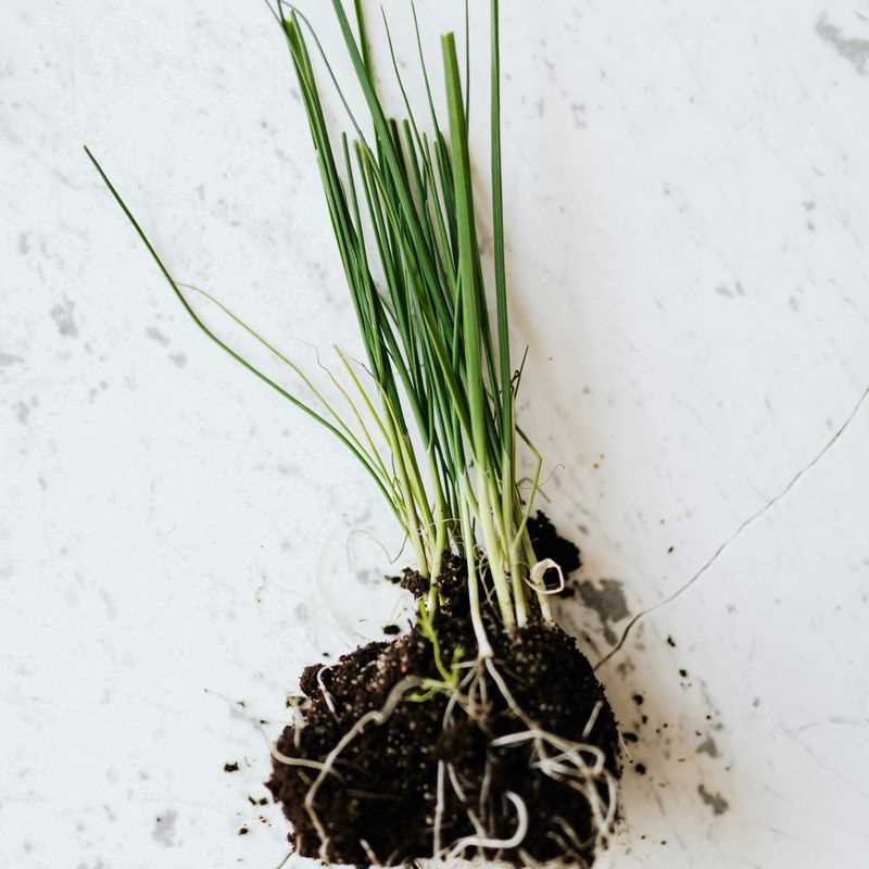 Chive Seed Grow Kit
