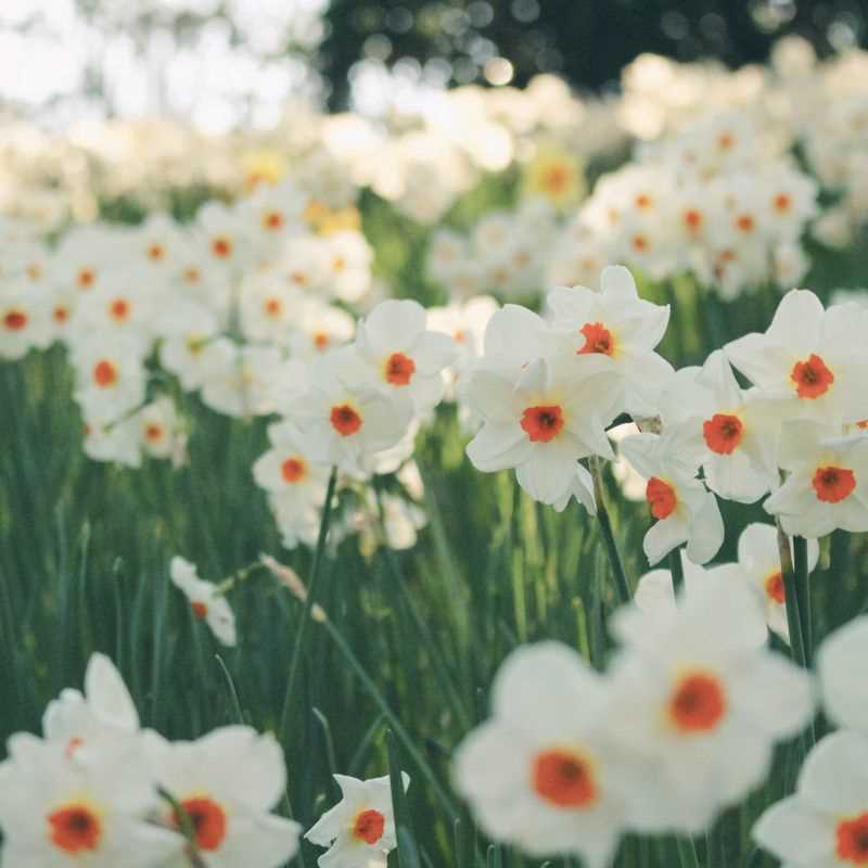 Narcissus Tazetta Geranium