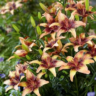 Golden Brown Asiatic Lily